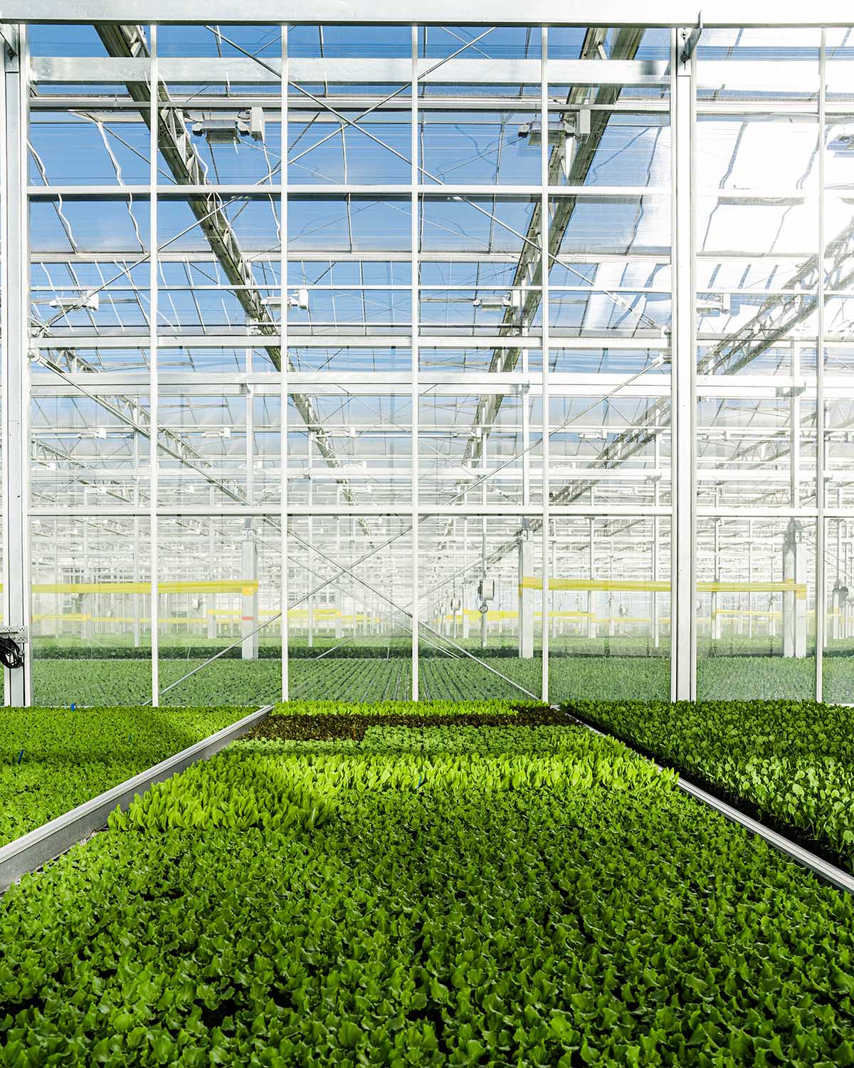 New York-based indoor ag company Gotham Greens raises $87 million