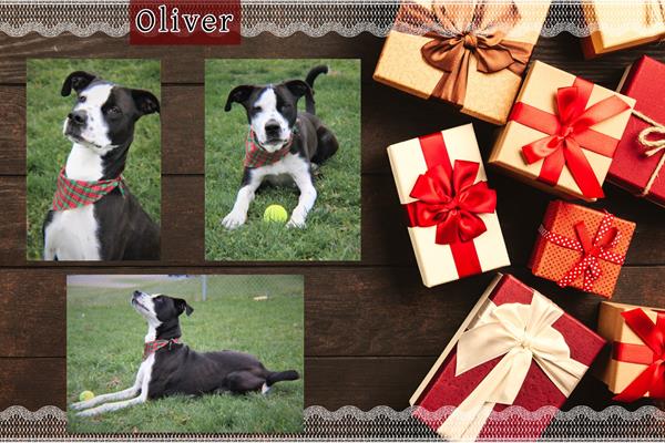 Participating Blue Buffalo Home 4 the Holidays partner org., Greene County Animal Control, received this year’s $25,000 campaign grant for creatively promoting orphan pets like Oliver and Loki!