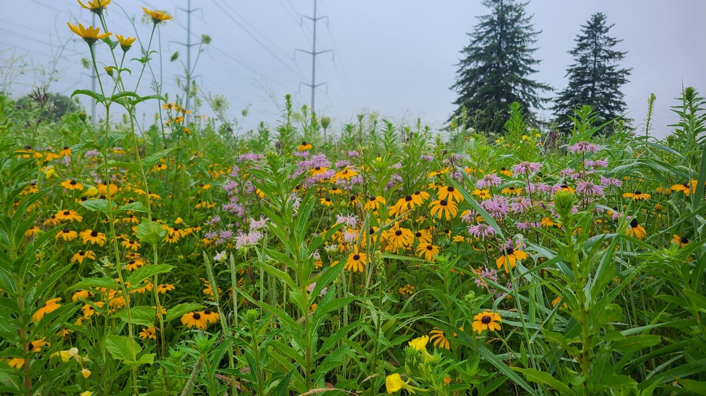 Mature meadow
