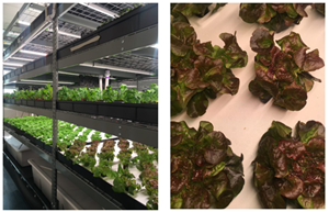 Bruce Randolph School’s vertical farm developed by Teens for Food Justice with support from urban-gro.