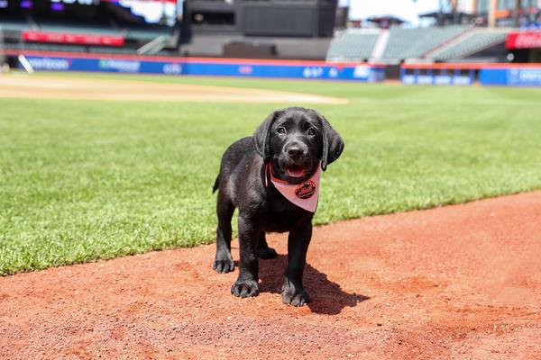 Amazin' Mets Foundation Puppy with a Purpose 