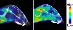 PET scans showing mouse brain before (left) and after (right) MS induction (brain encircled in a dashed white line). The enzyme dCK becomes upregulated during MS disease.