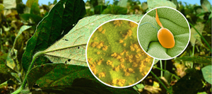 Soybean Plants with Symptoms of Asian Soybean Rust