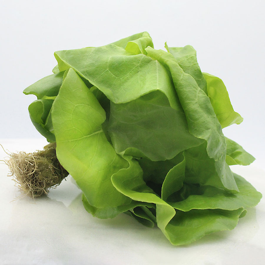 Bibb Lettuce