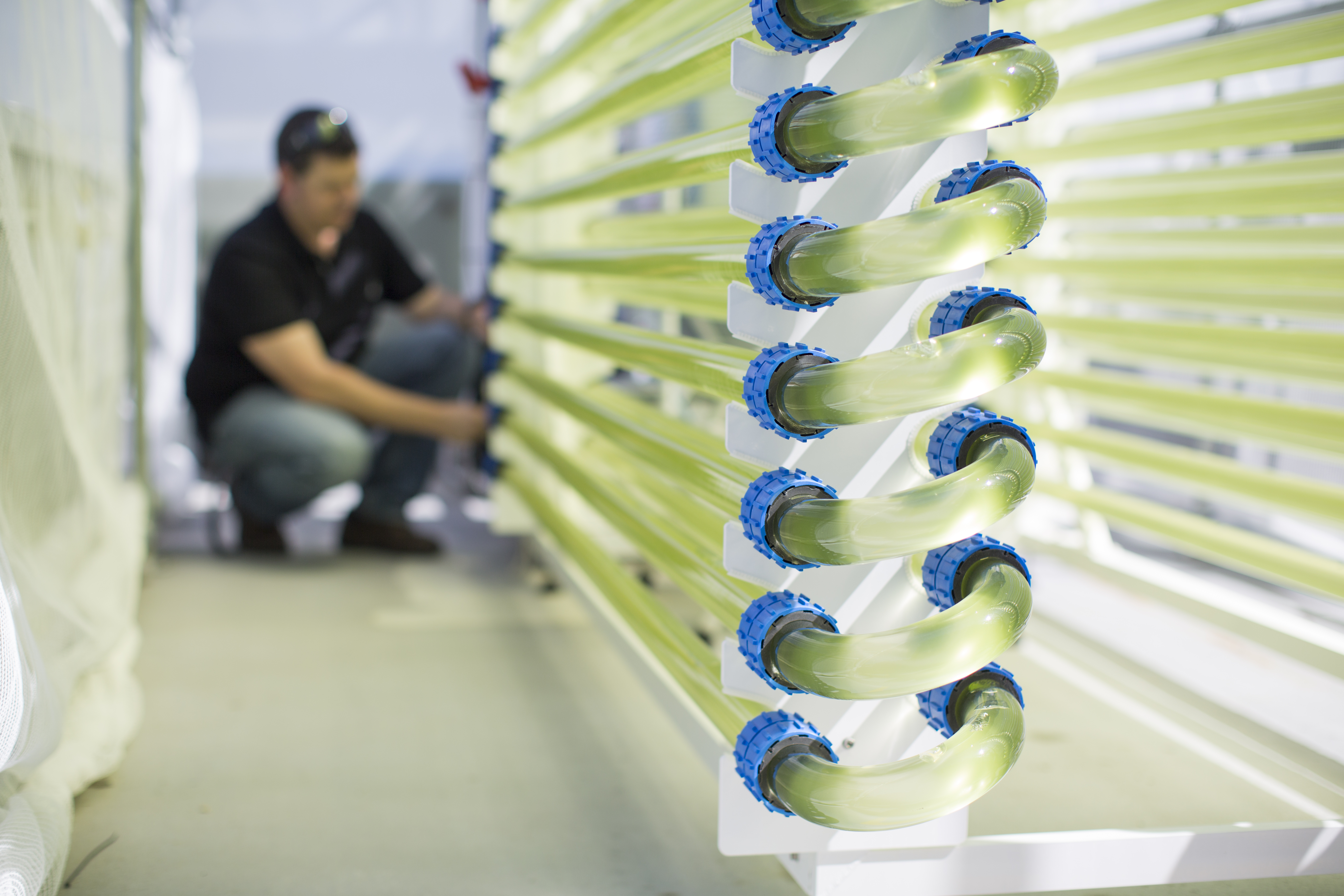 UTSScience_Algae_Tubular_Bioreactor_Tanks (photo by Anna Zhu)