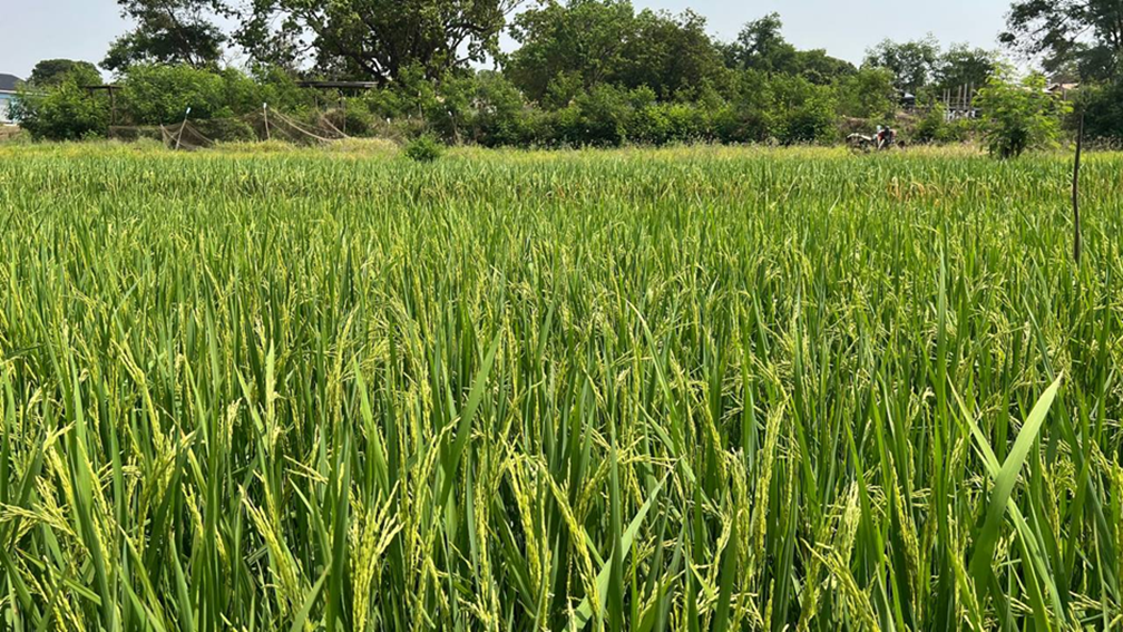 Terreplenish treated rice field in Ghana