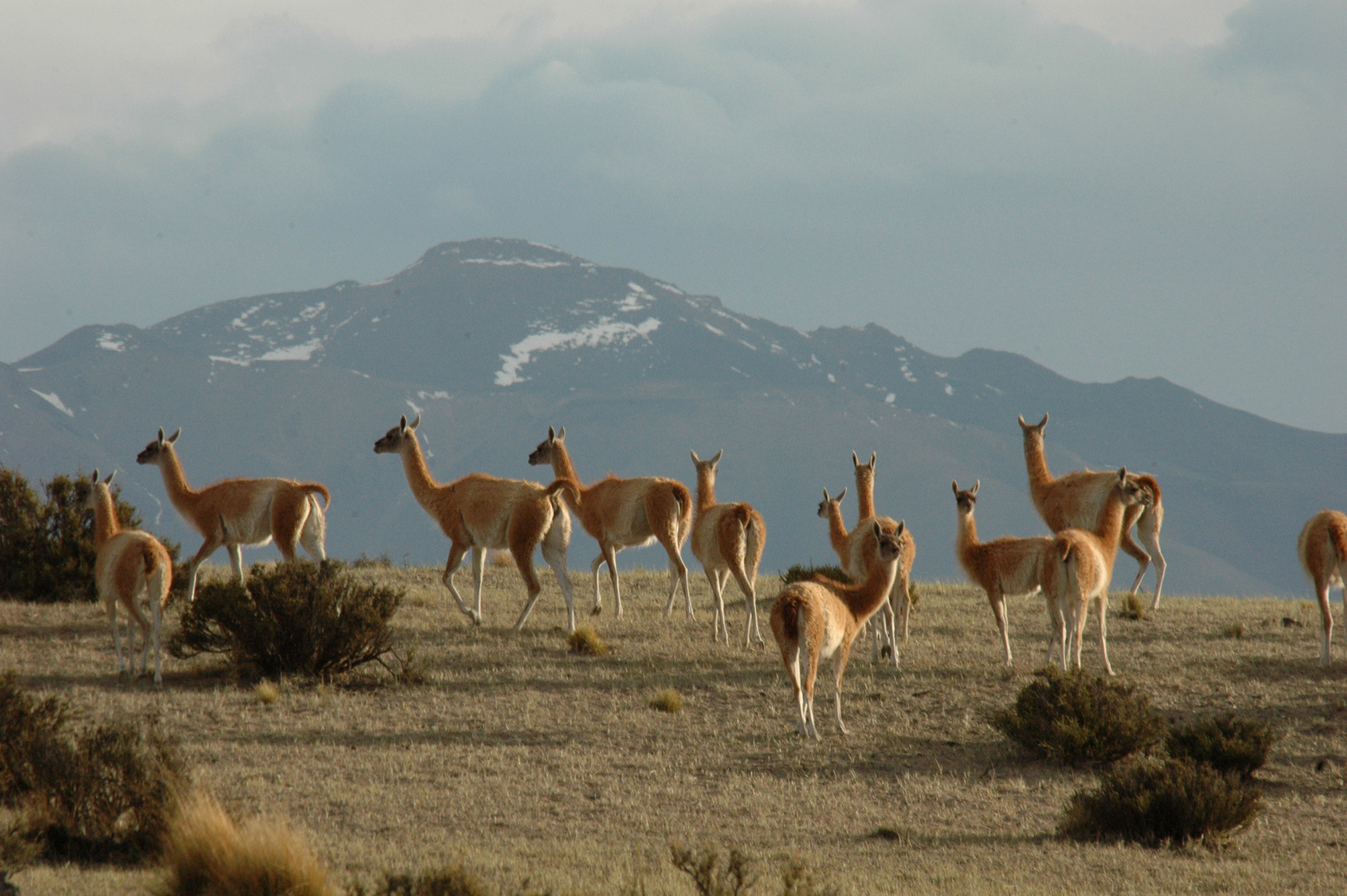 GREATER GOOD CHARITIES AND GREATERGOOD.COM JOIN FORCES WITH WCS TO PROTECT ARGENTINA LAND, HOME TO VULNERABLE SPECIES  