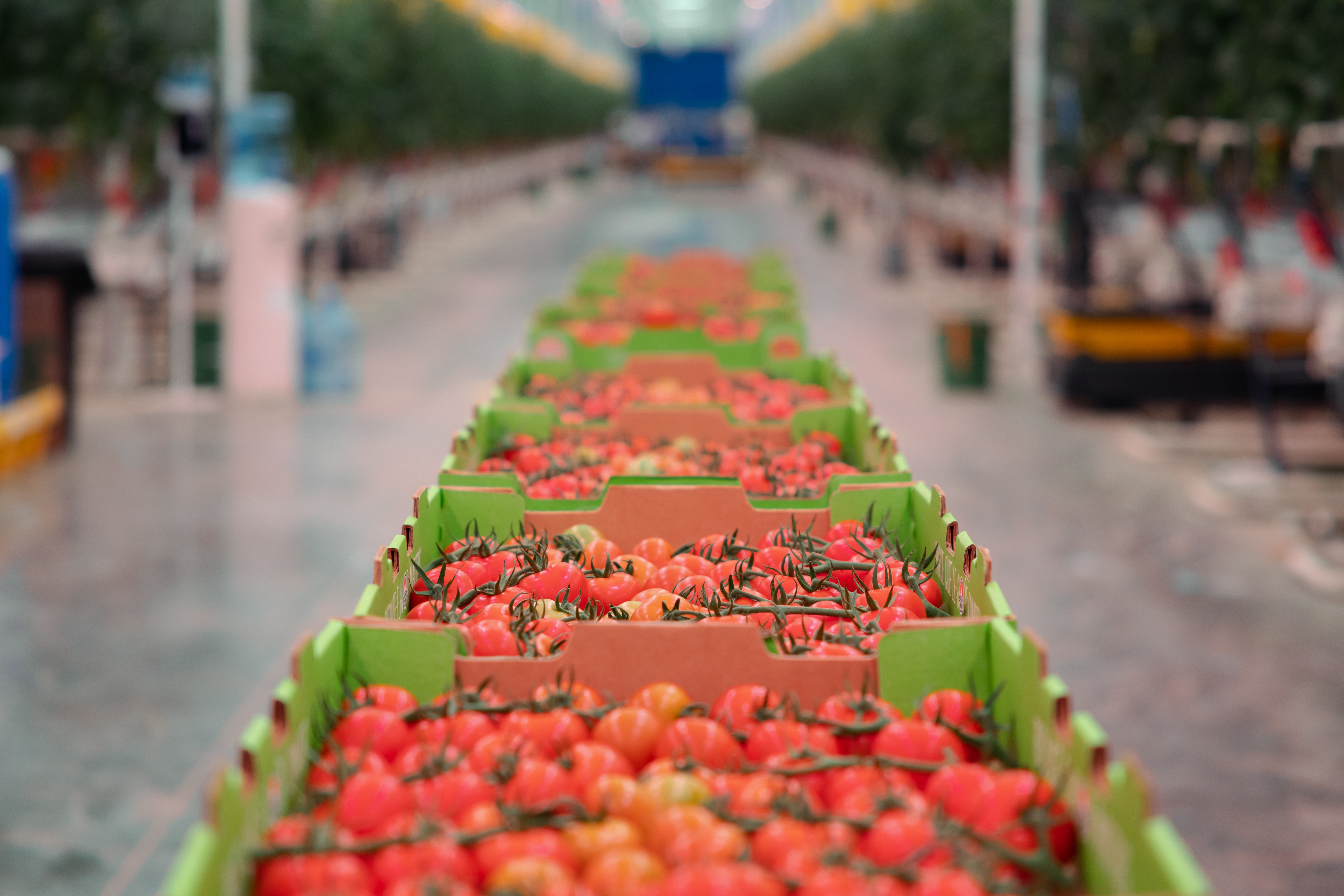 AppHarvest Richmond tomato shipments