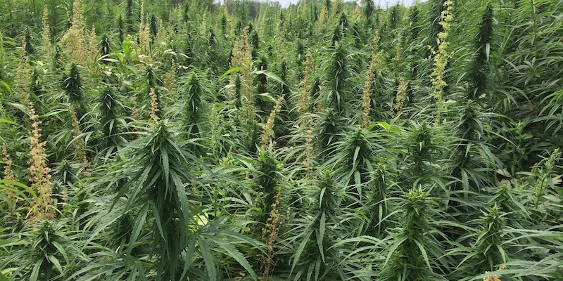 Hemp Field Aug 29