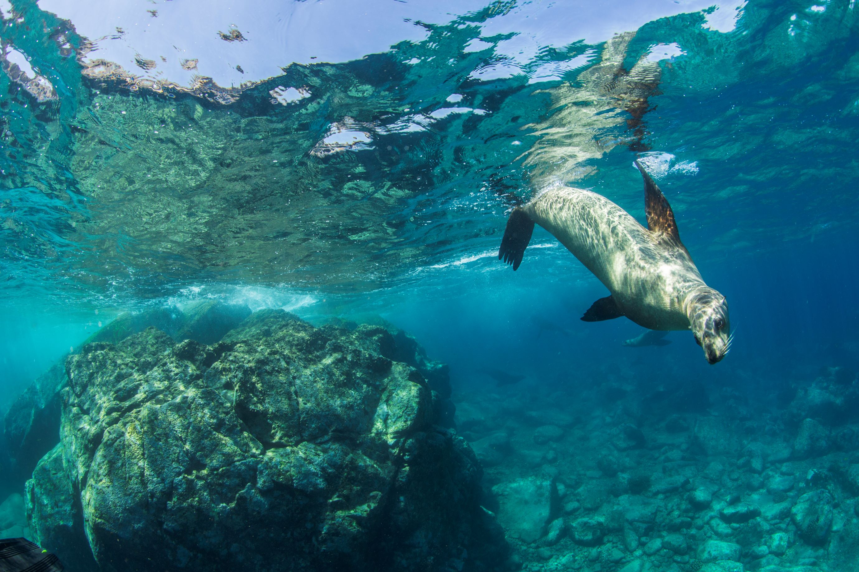 La Paz offers a unique opportunity to connect with the ocean's most magnificent creatures.