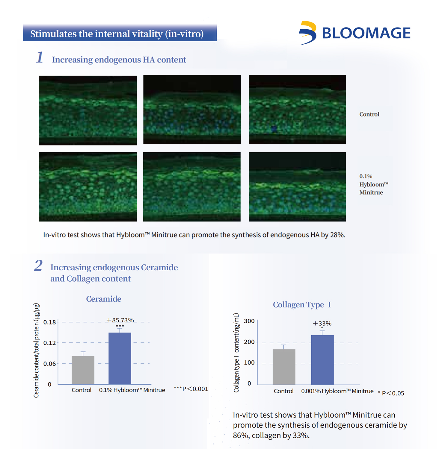 Bloomage Biotech's Advanced 3D Skin Model Validates Hybloom™ Minitrue's Pivotal Role in Augmenting HA, Ceramides, and Collagen Production