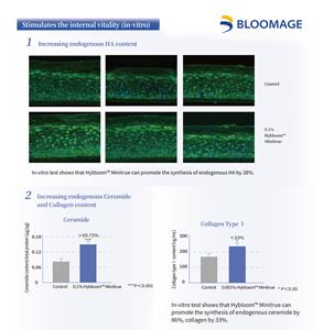 Bloomage Biotech's Advanced 3D Skin Model Validates Hybloom™ Minitrue's Pivotal Role in Augmenting HA, Ceramides, and Collagen Production