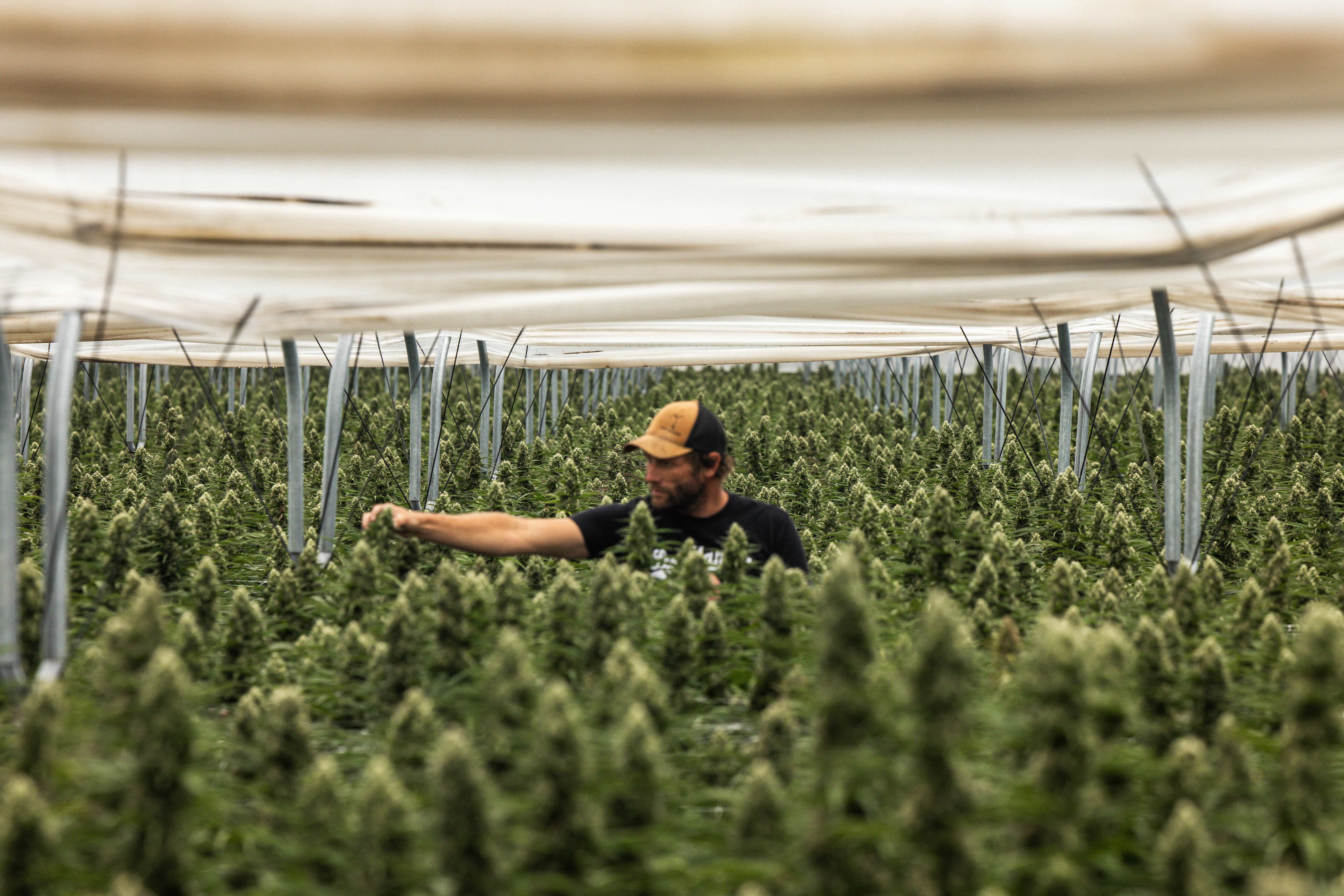 Raw Garden Cultivation Farm