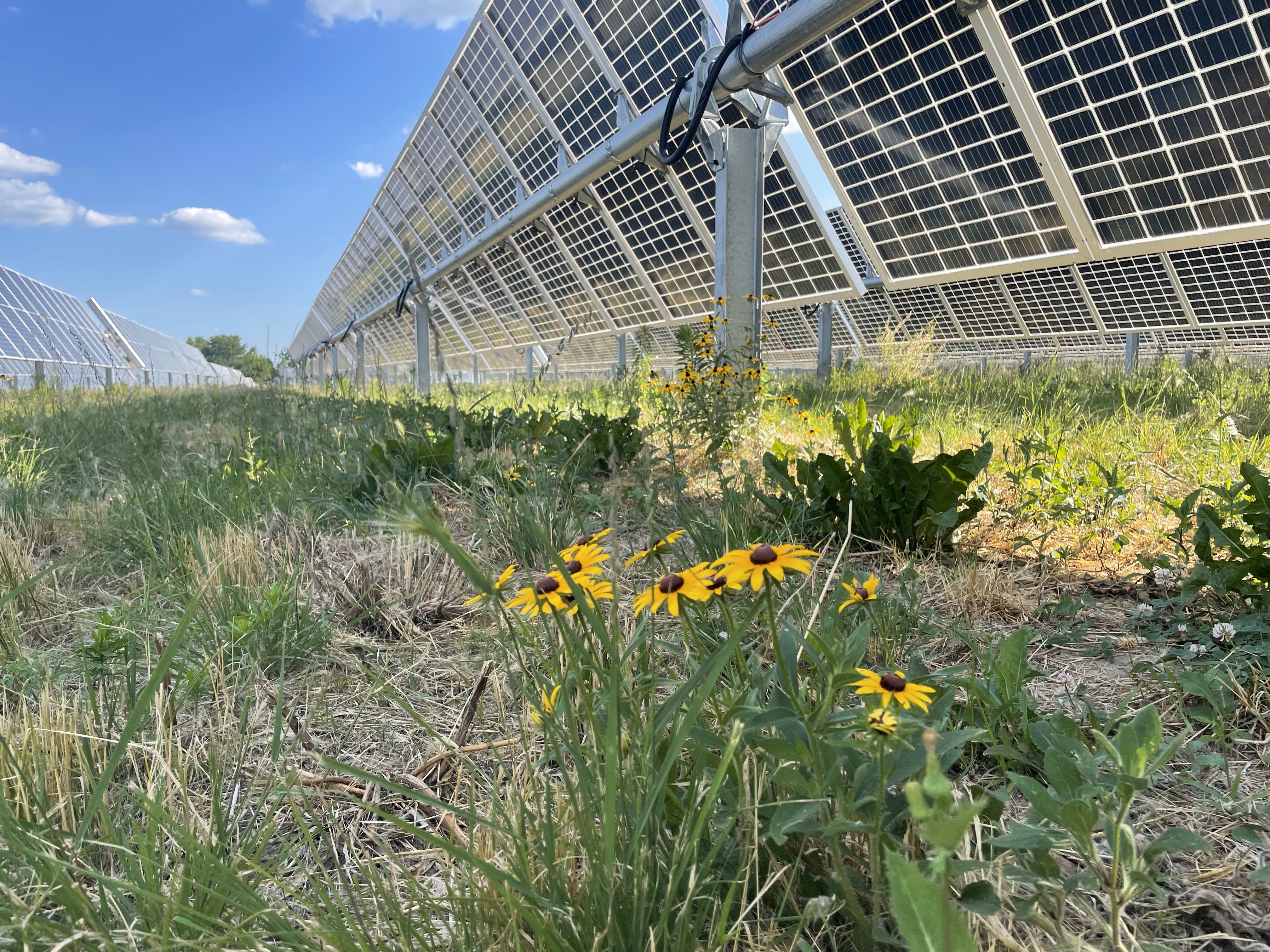 University of Illinois pollinator habitat.