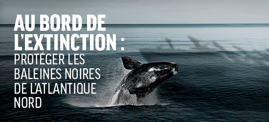 Au bord de l’extinction – un nouveau rapport d’Oceana Canada sur la situation critique des baleines noires
