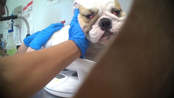 An English Bulldog at Petland in Florence Kentucky with two cherry eyes. This conditions almost always needs surgery to correct.  Credit: HSUS 