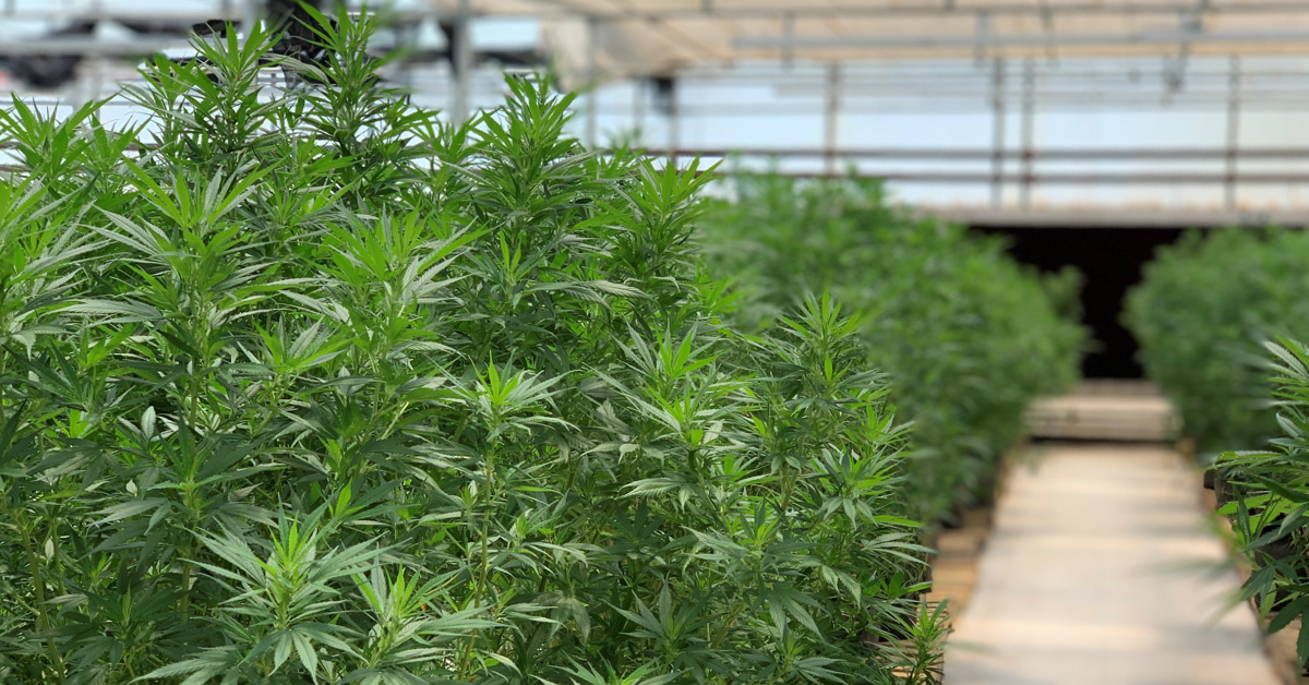 Sucseed Launches Co-Growing Greenhouse in California