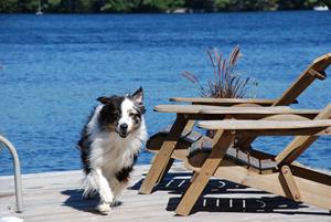 Cottaging with pets