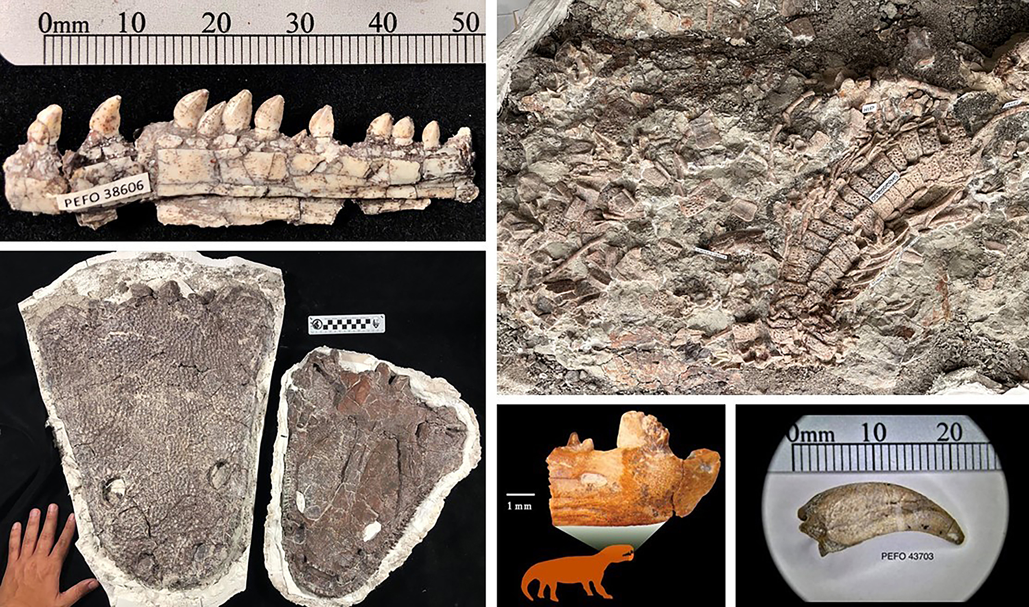 Collection of notable fossil projects worked on in the Museum Demonstration Lab