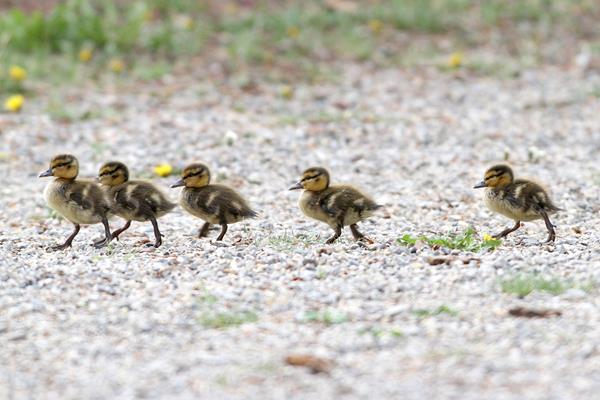 Spring ducklings on the move: It's spring migration for DUC’s Ontario offices too.