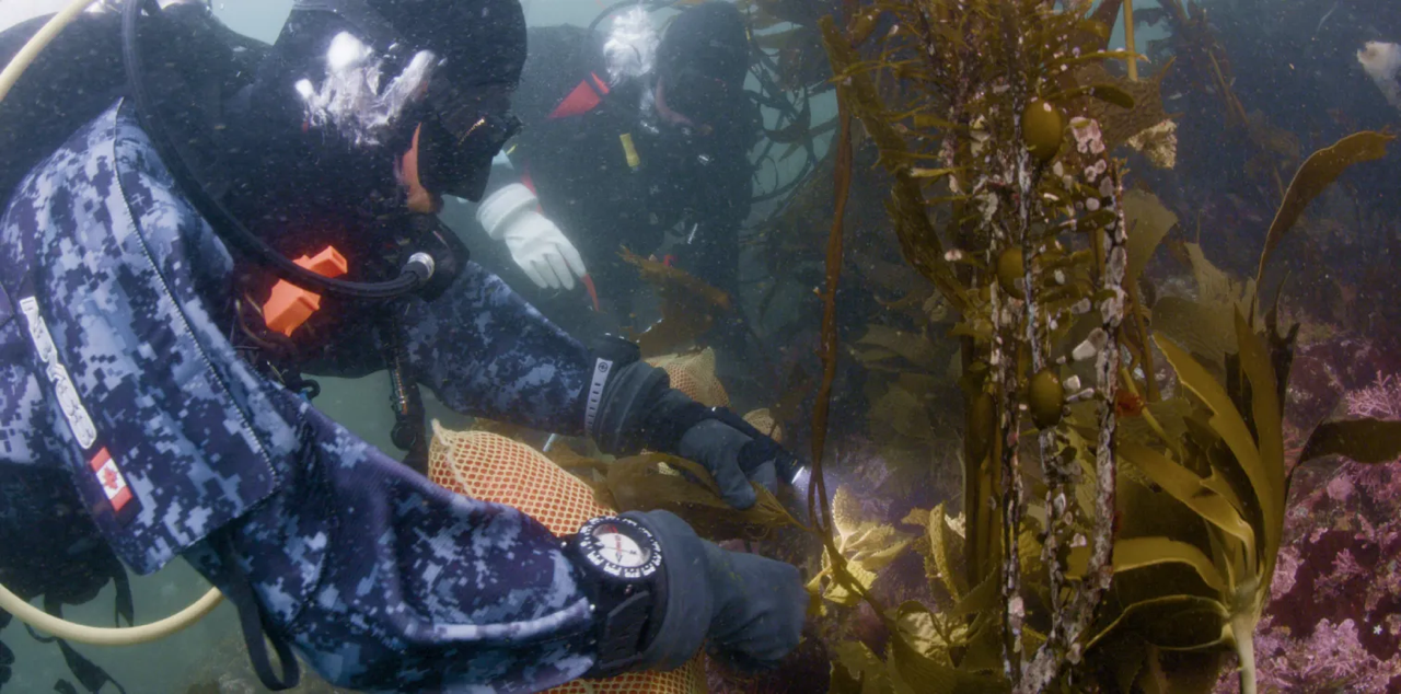 diver underwater for Water Worlds