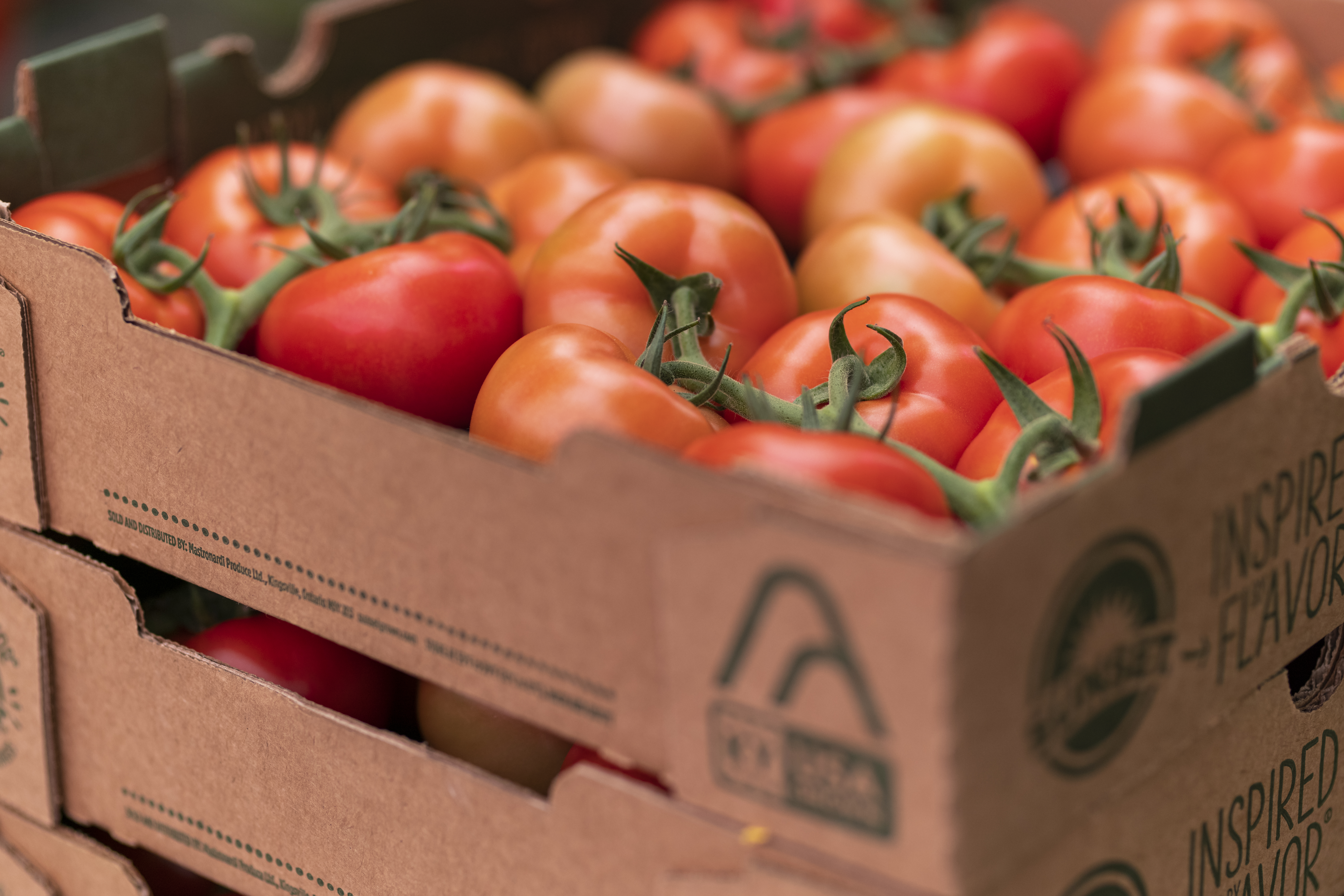 Tomatoes from AppHarvest&#039;s flagship 60-acre high-tech indoor farm in Morehead, Ky.