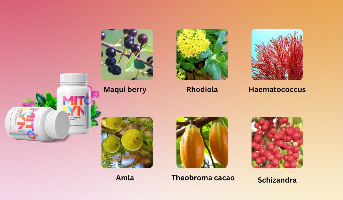 Mitolyn Ingredients List