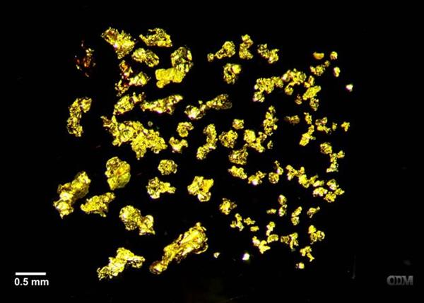 Photomicrograph of isolated gold grains from sample UC-13. Note scale bar in lower left.