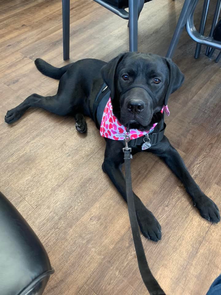 Scout the Service Dog