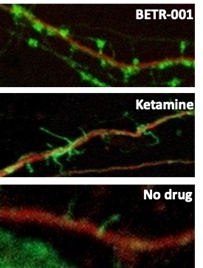 Growth of new neuronal spines in rat brain cortical neuron cultures treated with either BETR-001, ketamine or no drug.