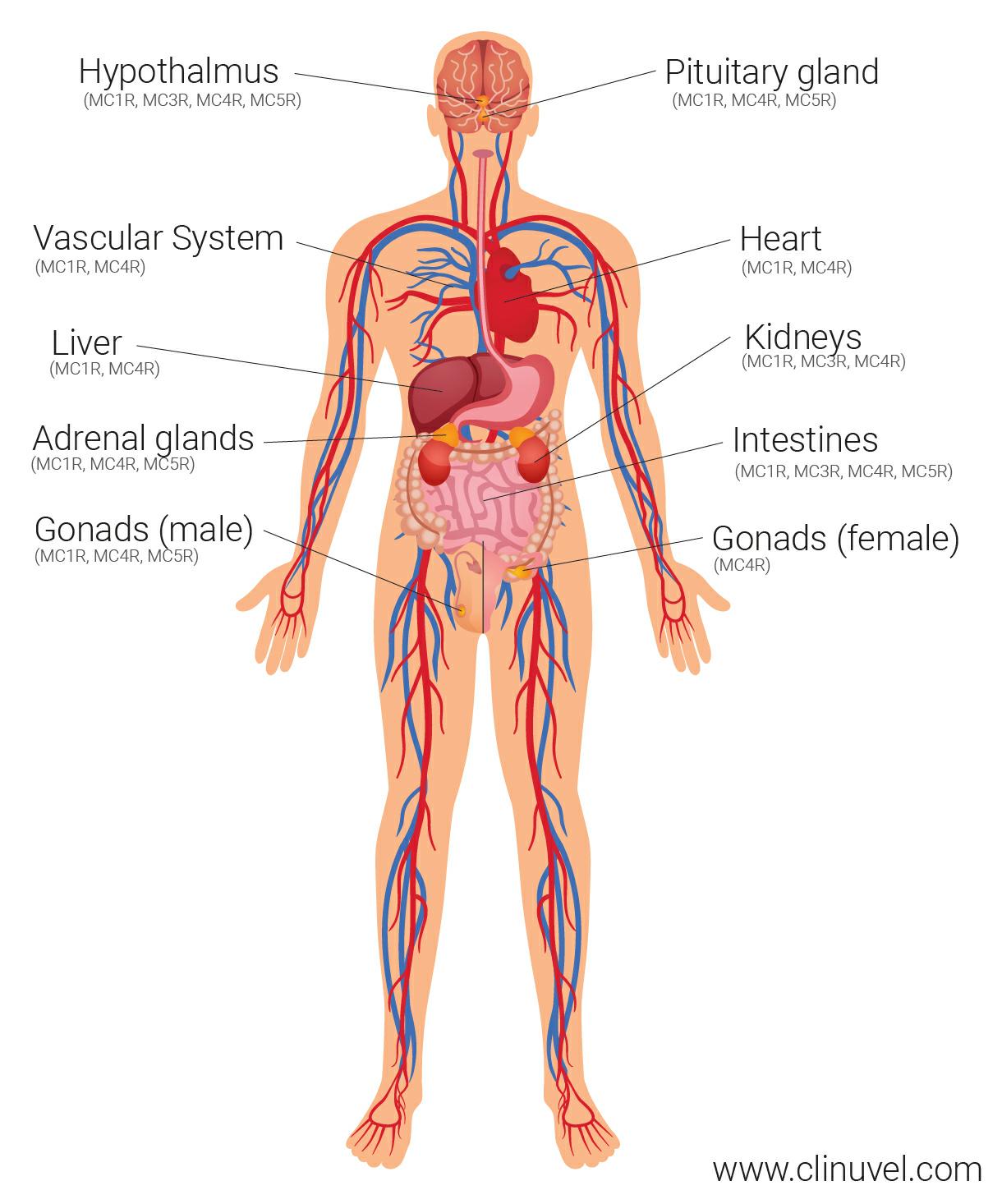 Melanocortin system and afamelanotide