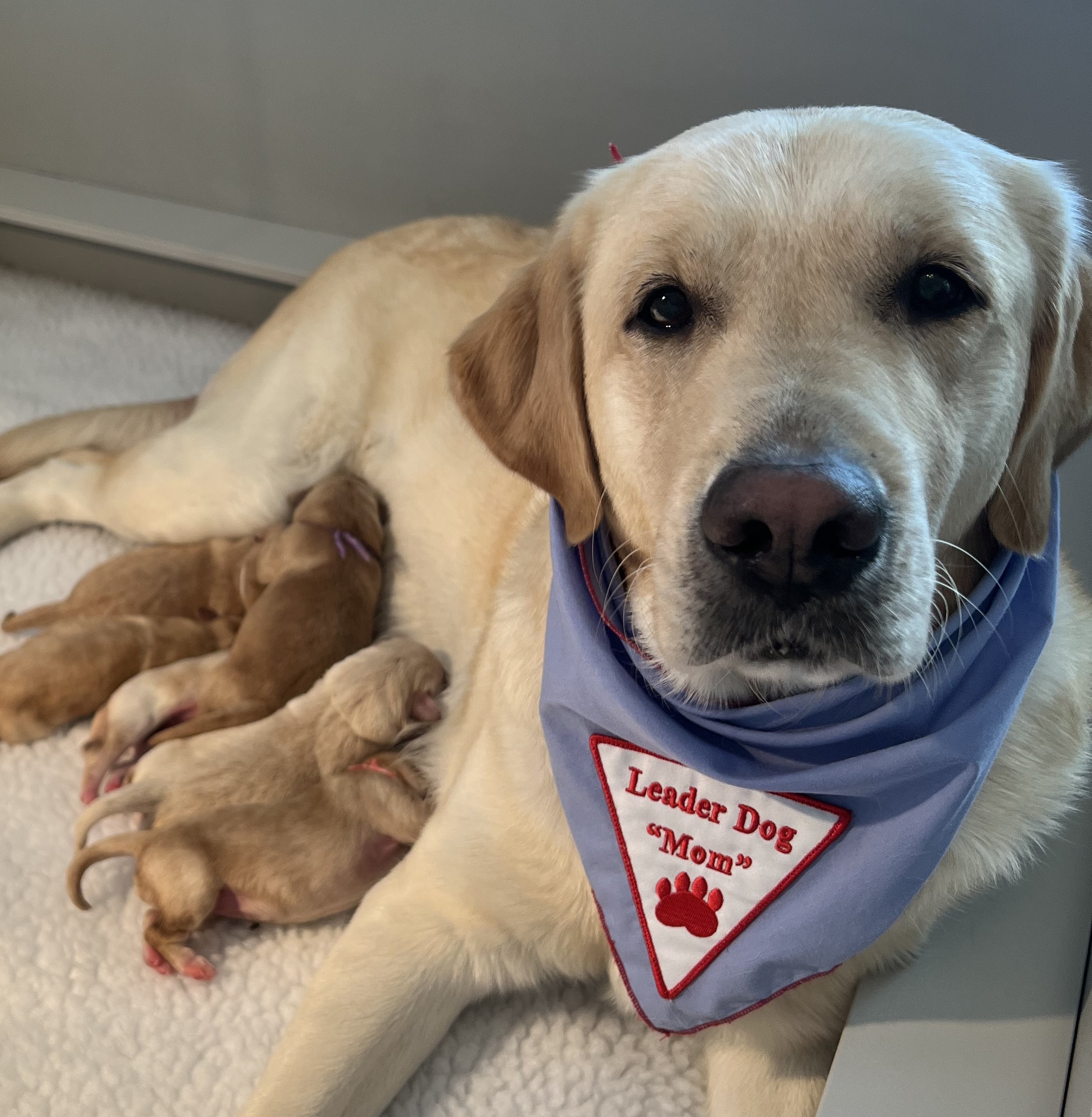 Leader Dog Mom with litter of puppies