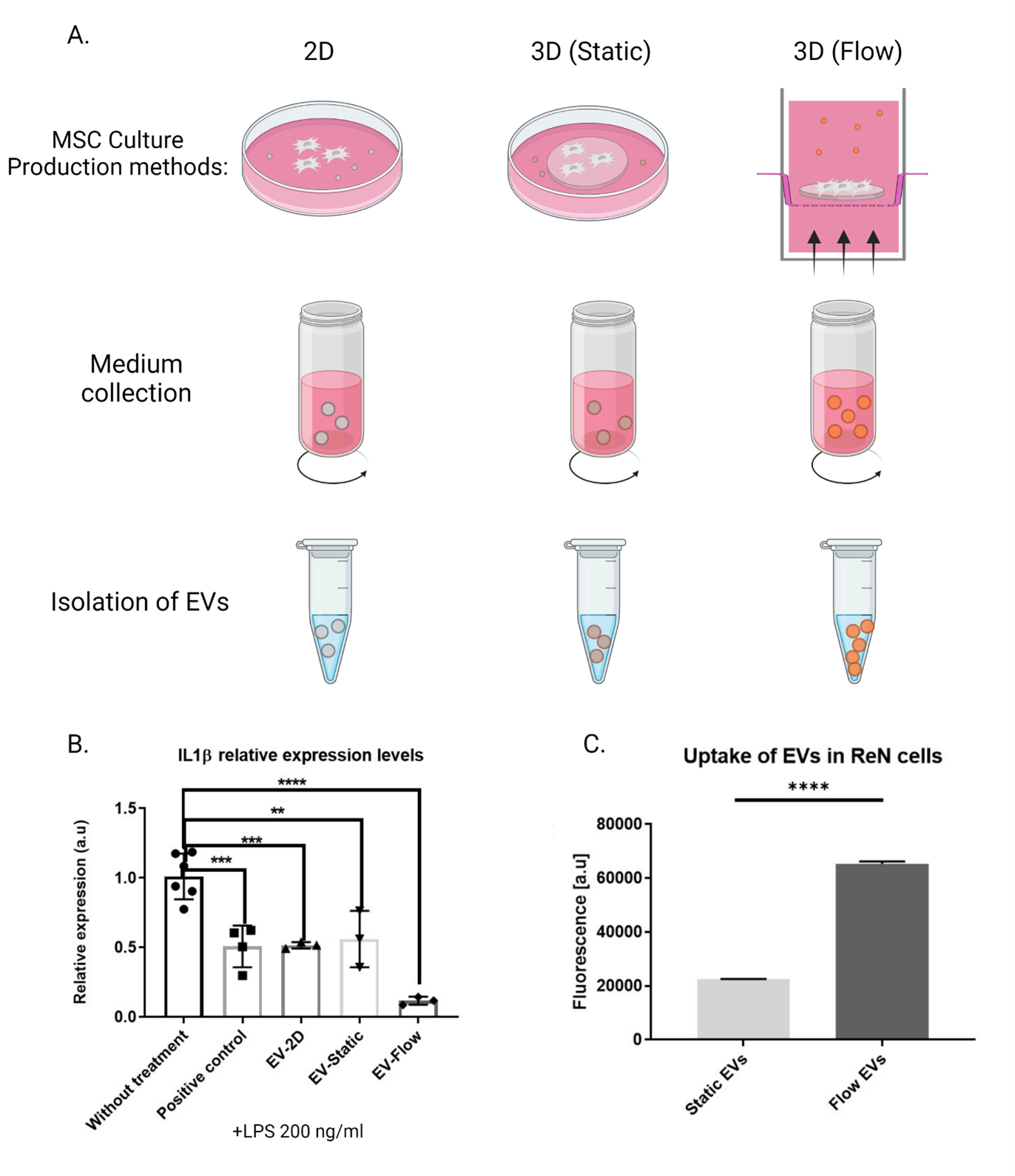 Impact of Culturing Conditions on Decrease in Inflammatory Response and Uptake of EVs