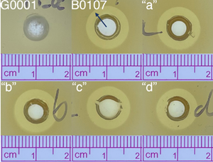 Clearing in a lawn of Escherichia coli (E. coli) on solid LB-agar media.