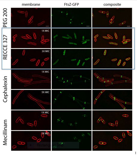 Impact of R327 on E. coli cell membranes after 60 minutes of treatment 