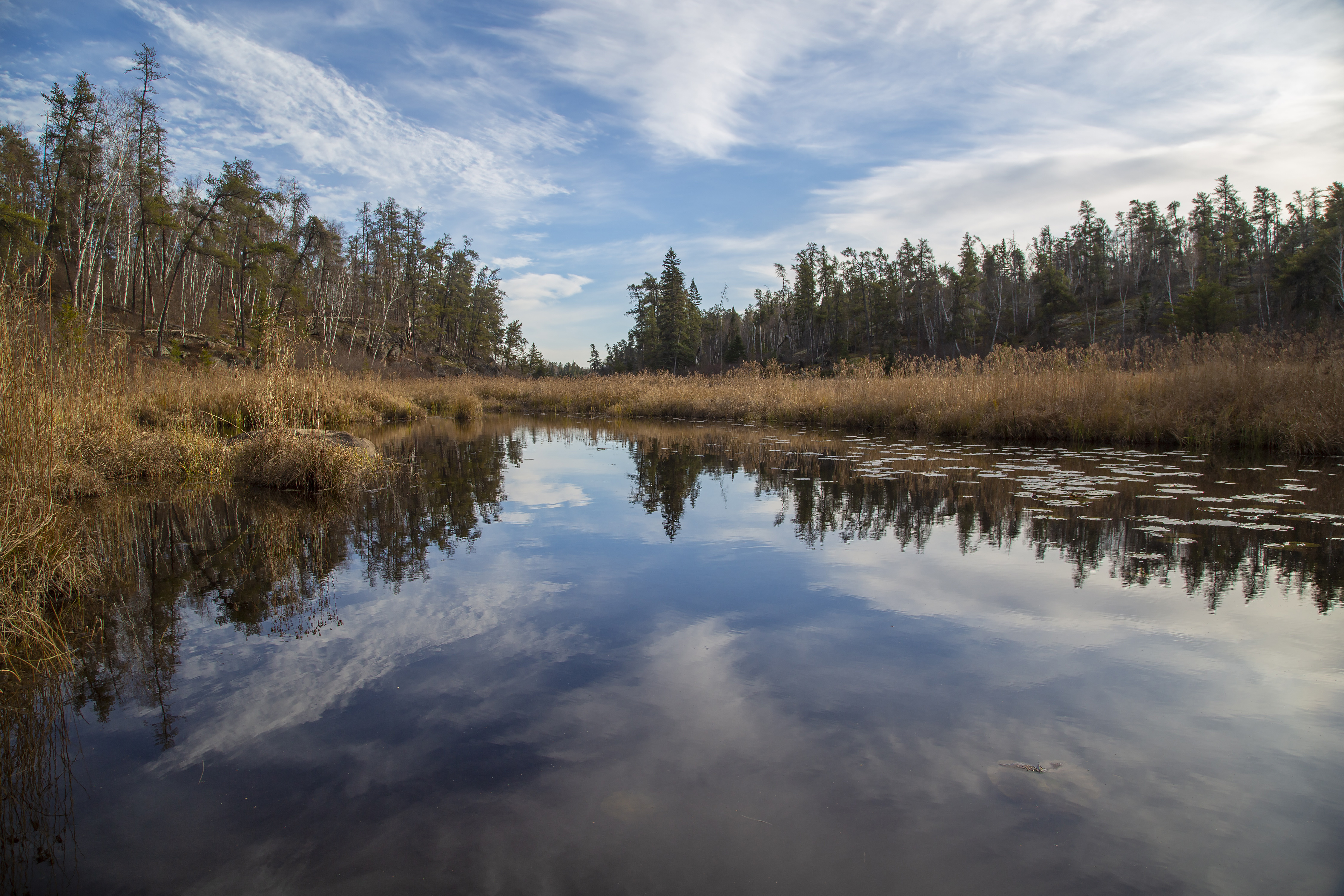 Boreal Wetland