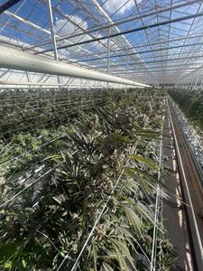 Copperstate Farms - Greenhouse