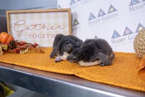Thankful for New Penguin Chicks at Moody Gardens