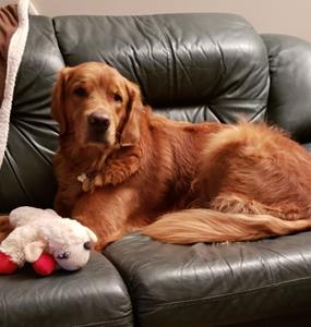 Padding Bear is a much loved family member who loves to swim, run, and wrestle.