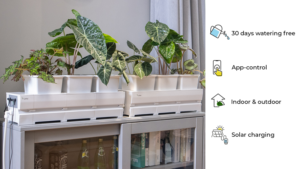 Featured Image for Letpot