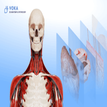 VOKA