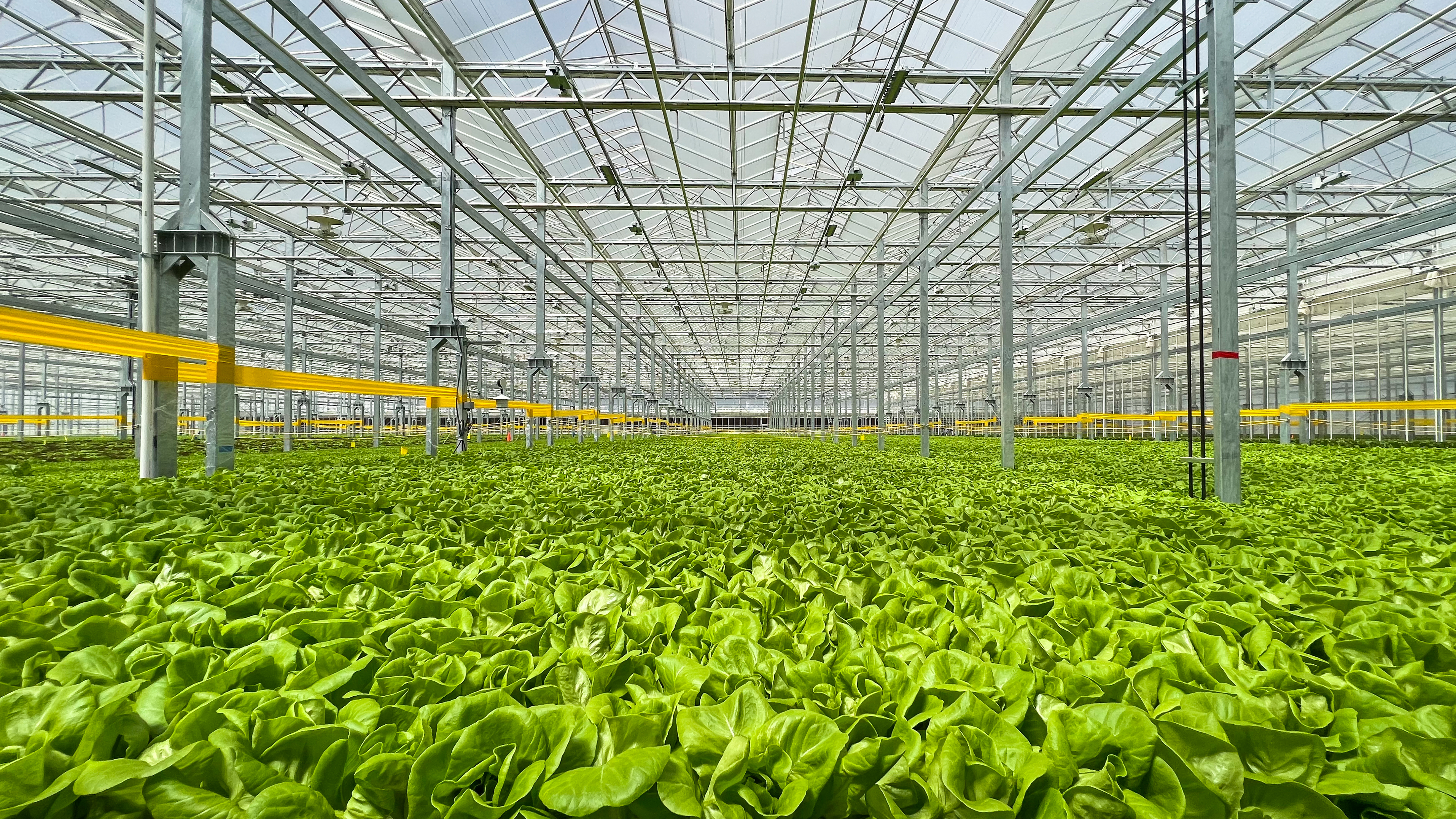 Gotham Greens opens new high-tech greenhouse in Providence, Rhode