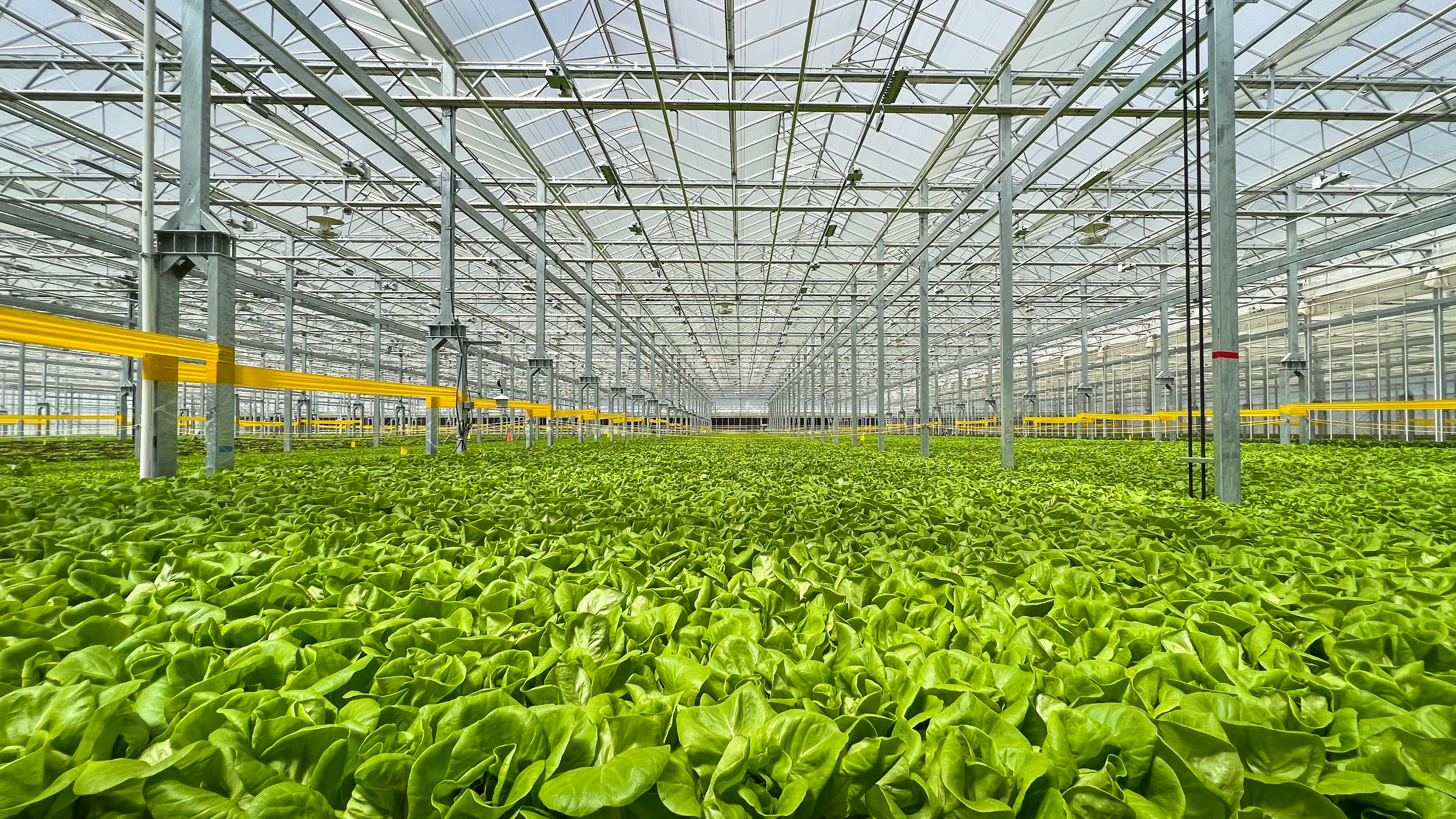 Gotham Greens Windsor Greenhouse Interior