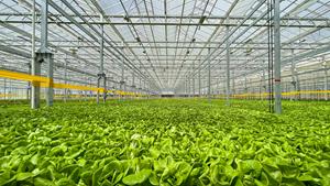 Gotham Greens, one of the fastest growing indoor farming brands, today announced the official opening of its second high-tech hydroponic greenhouse in the Mountain Region and the company’s eleventh greenhouse nationwide. The 140,000 square foot state-of-the-art facility in Windsor, Colo., is the company’s first of three new greenhouse facilities set to open in 2023. (Photo Credit: Gotham Greens)
