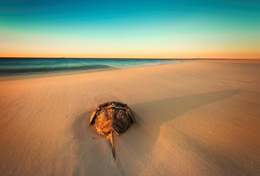 Horseshoe crab