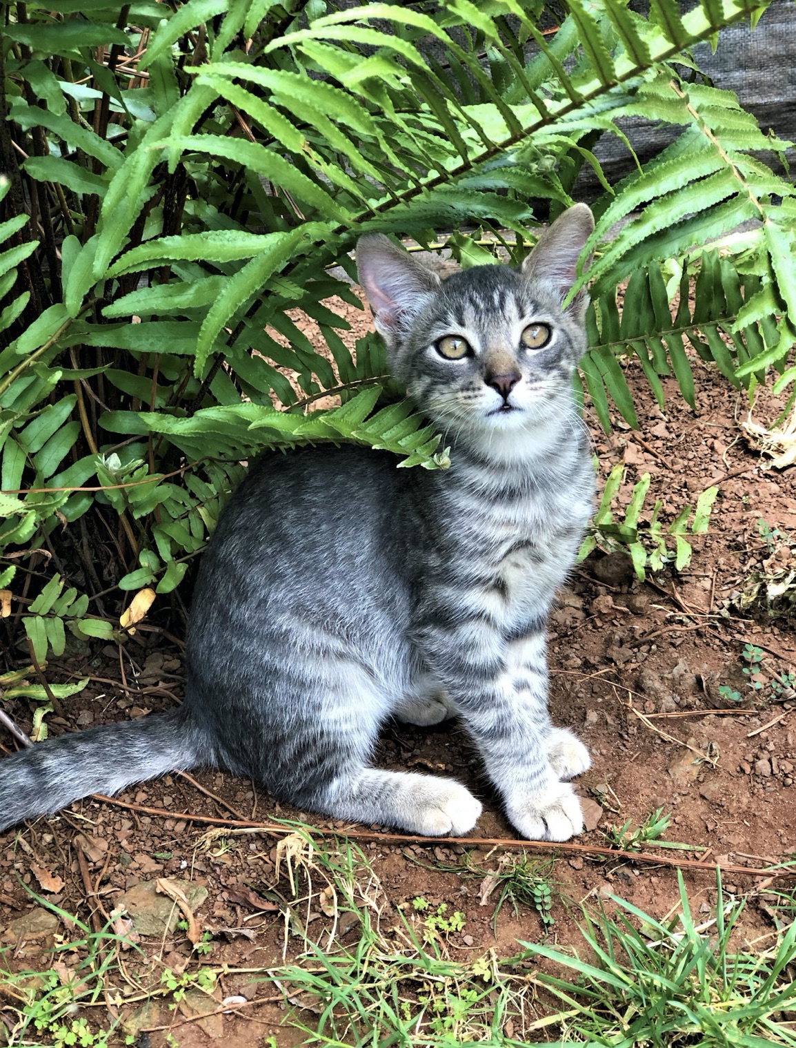 Greater Good Charities and Wings of Rescue are partnering with the John R. Peterson Foundation to fly over 600 shelter dogs and cats from Hawaii to the U.S. mainland, making Paws Across the Pacific the largest pet rescue flight in history.  Photo Credit: Lanai Cat Sanctuary