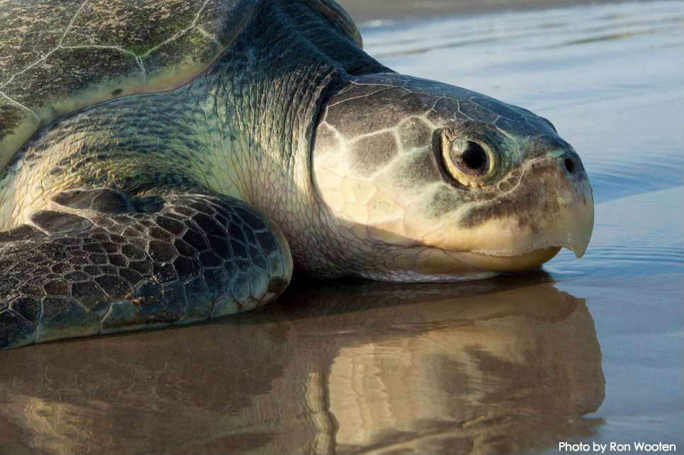 Turtle Island Restoration Network