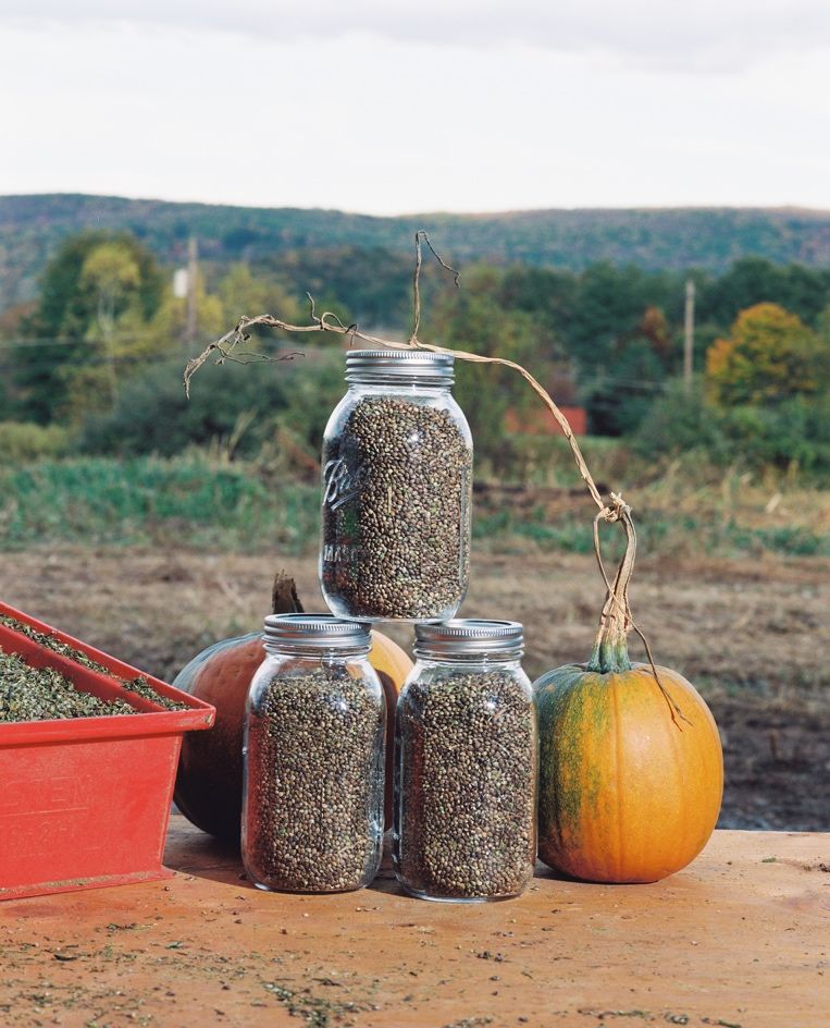 KALY first Hemp Corp State of New York