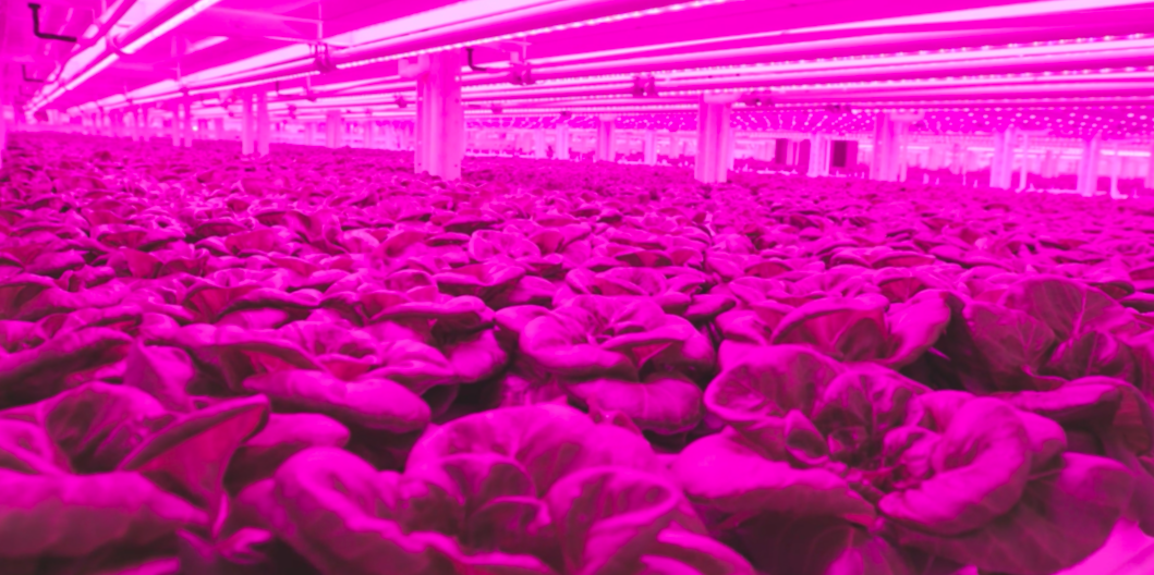 Kalera will become the only company with capabilities to serve every segment within the leafy green industry solidifying Kalera’s position as the overall indoor farming market leader.