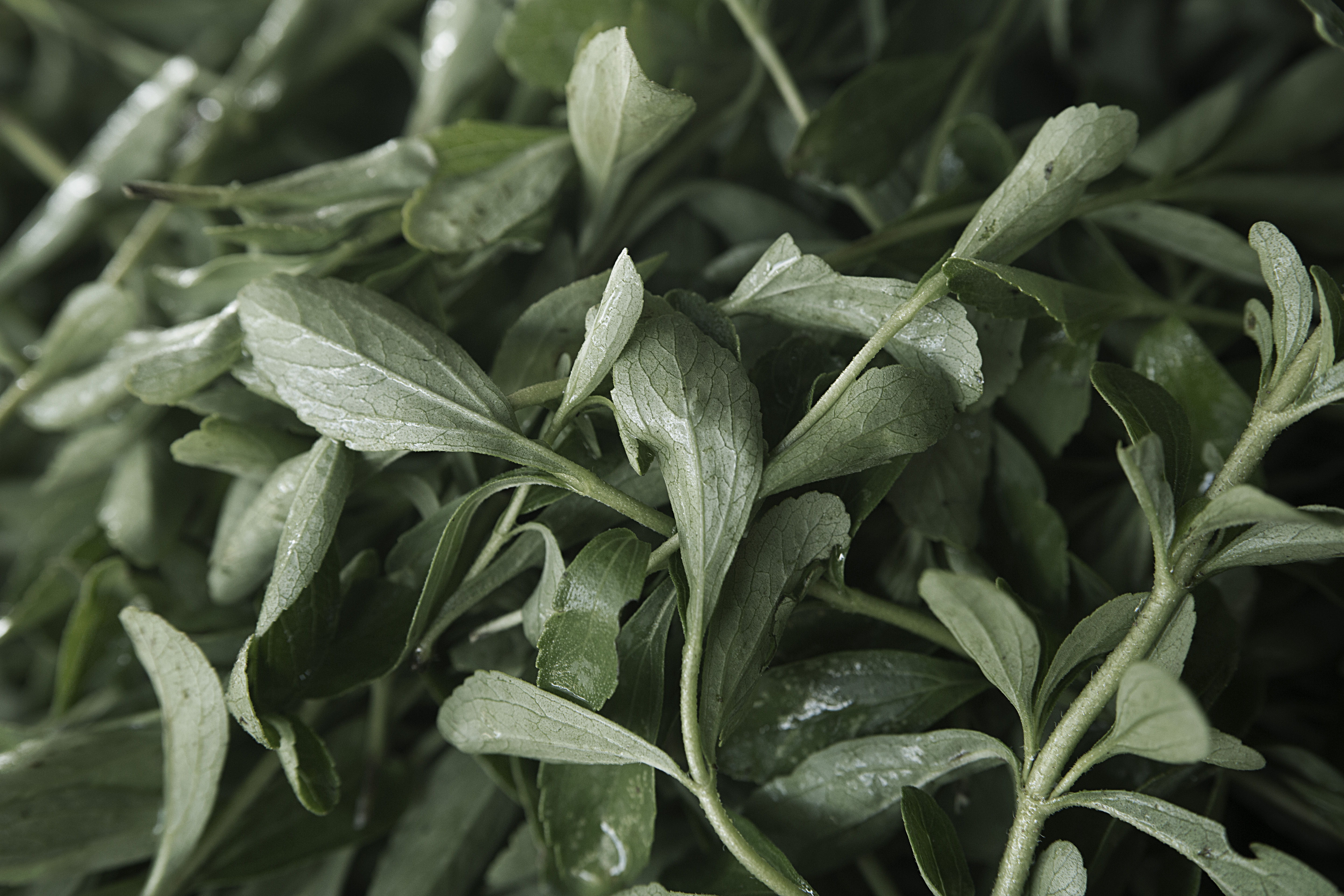 Stevia leaves